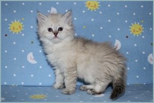 Female Siberian Kitten from Deedlebug Siberians